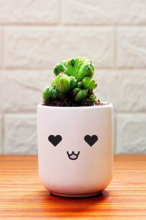 Cereus Monster Cactus Plant In Love Emoji White Ceramic Pot
